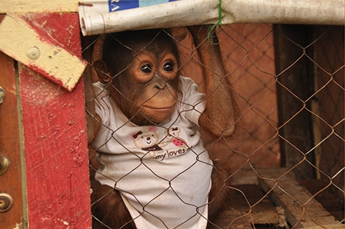 Jelapat — das fünfte geret­tete Orang-Utan-Baby in einem Monat