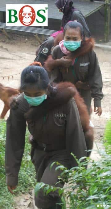 Orang-Utans auf dem Weg zur Untersuchung