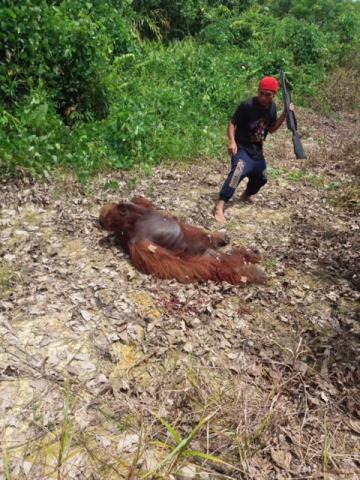 Orang-Utan erschossen von Palmölplantagen-Mitarbeitern / Bildquelle: Anonym / BOSF