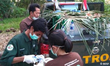 Zwischenstopp zur Untersuchung der Orang-Utans