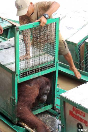  Sie lebt nun auf einer Vor-Auswilderungsinsel - wie ein wilder Orang-Utan