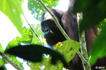 Über­ra­schendes Treffen im Regen­wald: Volun­teer trifft die ausge­wil­derten Orang-Utans Bong und Kent
