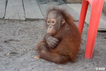 Orang-Utan-Baby nach zwei­jäh­riger Gefan­gen­schaft aus Holz­käfig befreit