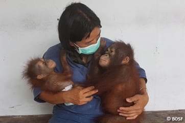 Unseren geret­teten Orang-Utan-Babys geht es jeden Tag besser!