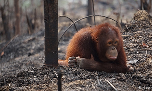 Brände schaden dem Orang-Utan auch langfristig