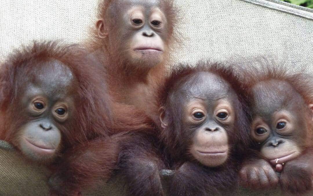 Vortrag zum Orang-Utan- und Regen­wald­schutz auf Borneo