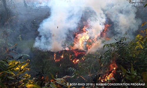 Feuer im Schutz­ge­biet Mawas auf Borneo