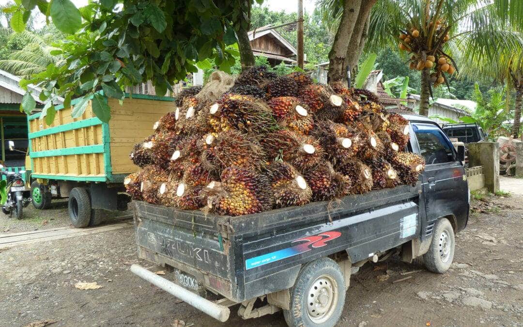 Palm­öl­anbau — Proble­matik und Perspektiven