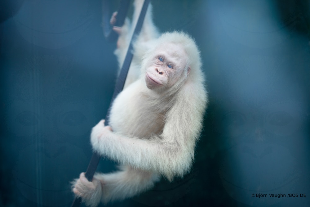 Albino-Orang-Utan Alba darf zurück in den Regenwald