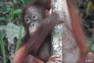 OrangutanRettungImAlleingang_orangutan.de