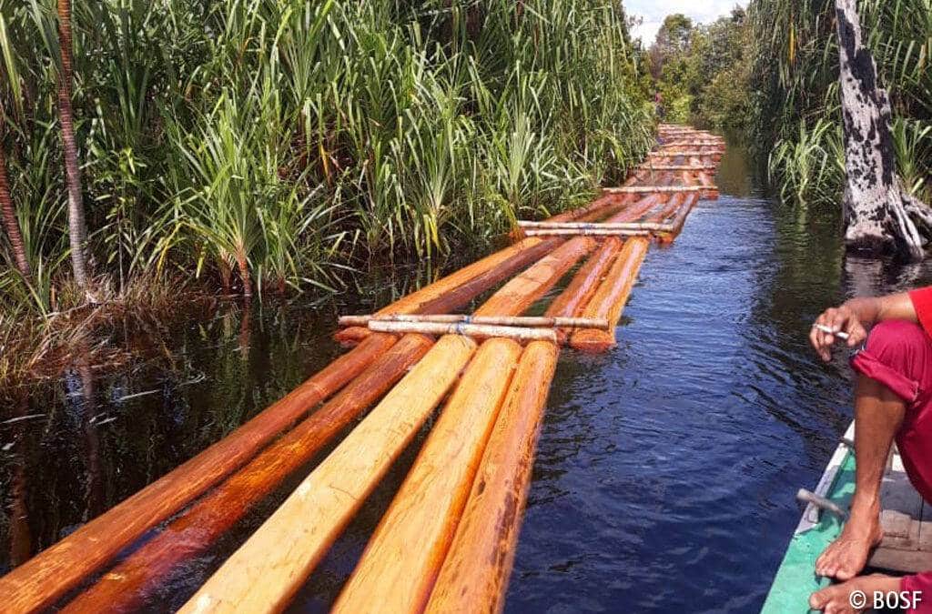 Wieder ille­galen Holz­ein­schlag in Mawas entdeckt
