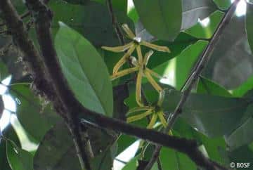 Polyalthia sp. Blumen