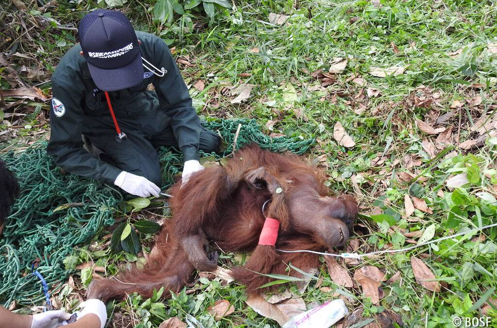 BOS rettet verletzte und halb verhun­gerte Orang-Utan-Mutter und ihr Baby
