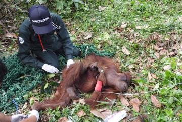 Die Orang-Utan-Mutter ist in einem erbärmlichen Zustand