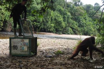 Mittlerweile ist die Orang-Utan-Dame wieder in den Regenwald zurückgekehrt
