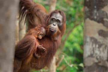 Orang-Utan-Mütter warten mit dem Ausstoß eines Warnrufs eher, bis potentielle Angreifer nicht mehr in unmittelbarer Nähe sind