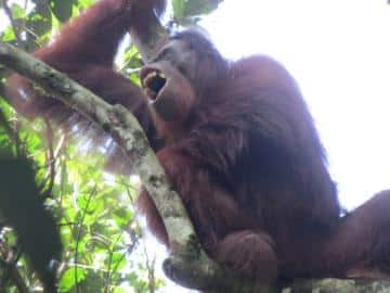 Einer neuen Studie zufolge können Orang-Utans ebenso wie Menschen mit einer zeitlichen Verzögerung warnen