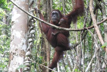 Völlig entspannt bewegt sich die Orang-Utan-Dame durch den Wald