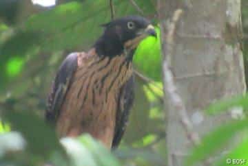 Rufous-bellied Eagle (Lophotriorchis kienerii)