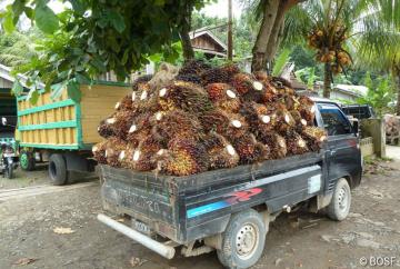 LKW auf dem Weg von einer Palmölplantage