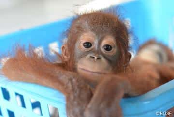Das Baby-Orang-Utan nach seiner Rettung_orangutan.de