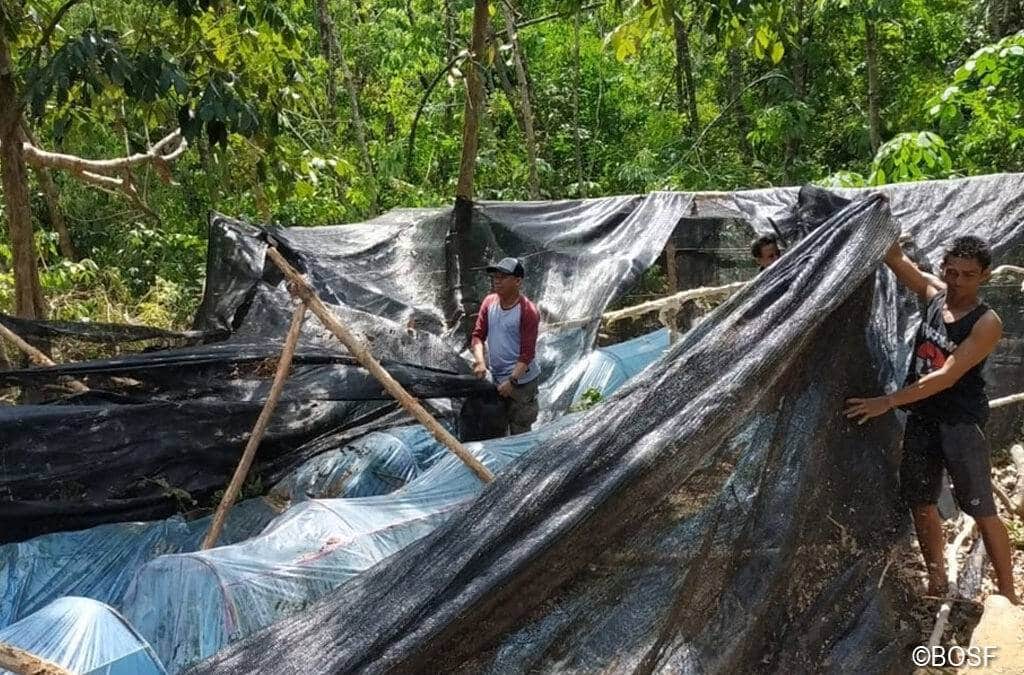 Baum­schule in Mawas durch Wirbel­sturm zerstört