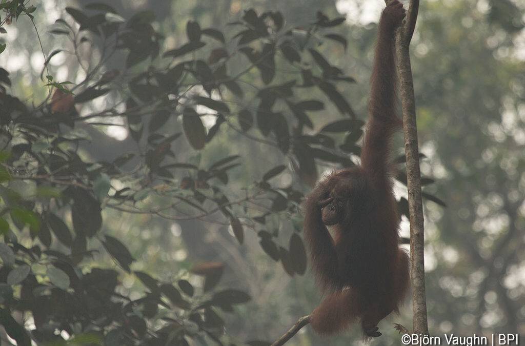 Brände auf Borneo: Unsere Orang-Utans leiden