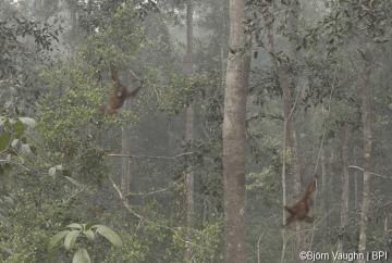 Der Wald um Nyaru Menteng im Rauch