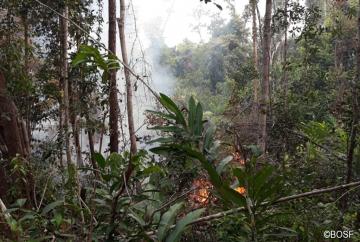 Die Brände nahe dem Forschungscamp Tuanan