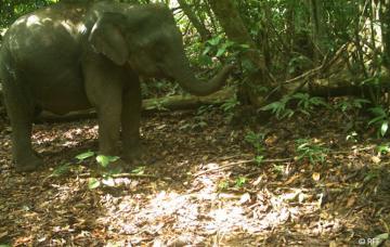 Sichere Heimat für den Borneo-Elefanten