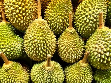 Die Durian ist Leibspeise vieler Orang-Utans
