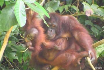 Sayang und Padma im Regenwald