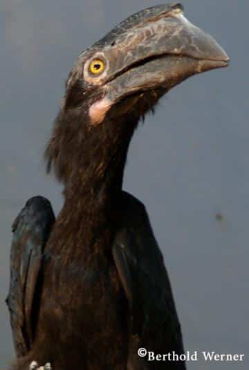Malaienvogel Männchen