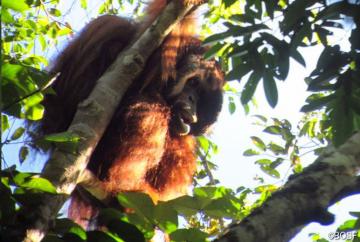 Dominante Orang-Utan-Männchen nutzen laute Rufe zur Reviermakierung