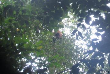 Titons Schlafnest in den Baumwipfeln