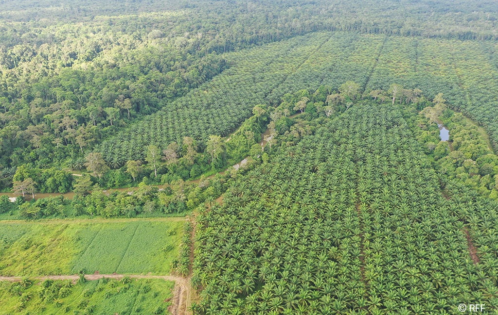 Wie sich der Arten­er­halt im Regen­wald und Palmöl-Plan­tagen vereinen lassen