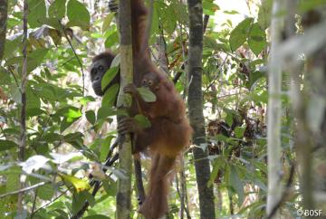Orang-Utans und andere Tiere verlieren ihren Lebensraum