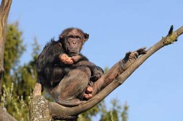 Schimpanse als Überträger? Copyright: böhringer friedrich / CC BY-SA (https://creativecommons.org/licenses/by-sa/2.5)