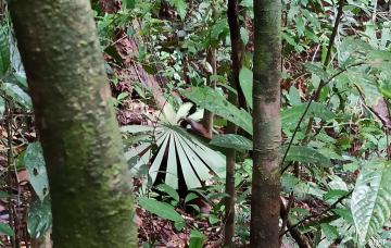 Versteckspiel mit Vista und Vee im Regenwald 