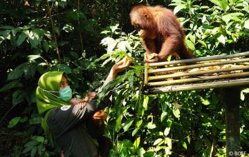 Orang-Utans lernen noch in dem Waldkindergarten essbare Früchte von giftigen Pflanzen zu unterscheiden.