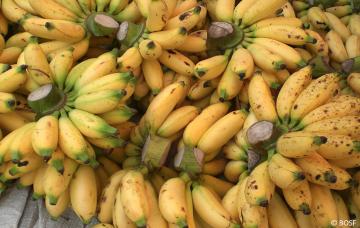 Sind Bananen Orang-Utans Lieblingsessen?