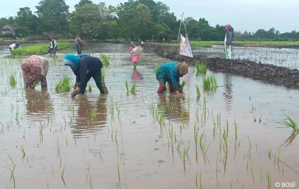 Ökolo­gi­scher Reis­anbau im Mawas-Gebiet