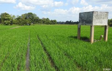  Zwischen 2,8 bis 3,5 Tonnen Reis pro Hektar werden erwartet 
