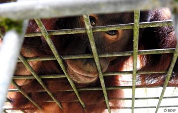Die Orang-Utans mussten zurück in Käfige