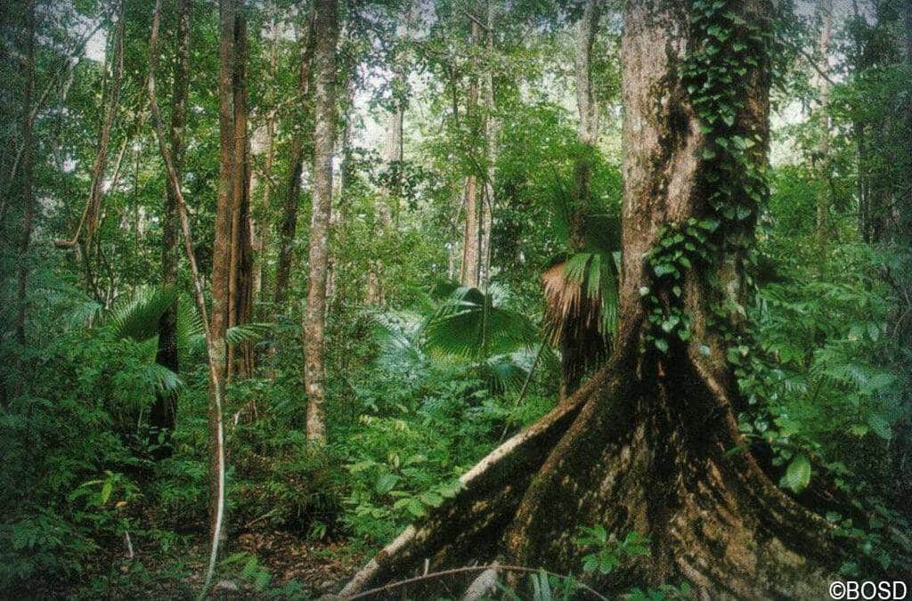 Regen­wald­schutz und Regenwaldbedrohung