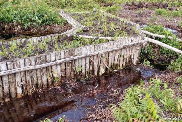 Langwierig und teuer: Mit Staudämmen schließen wir Kanäle, die für das Mega-Reis-Projekt in Mawas angelegt wurden