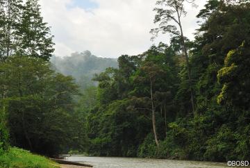 Regenwaldschutz ist Klimaschutz