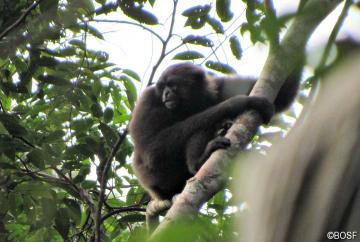 Der Müller-Gibbon lebt im Südosten Borneos