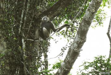 In Malaysia, Brunei, Ost- und Nordkalimantan ist der Östliche Borneo-Gibbon zuhause