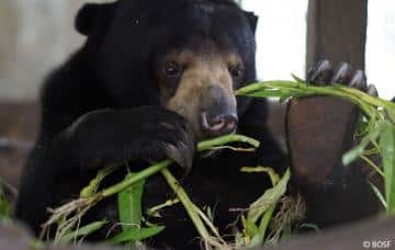 Malaienbären sind Allesfresser